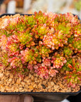Aeonium sedifolium f. variegata - Vivid Root