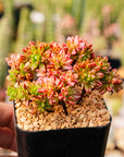 Aeonium sedifolium f. variegata - Vivid Root