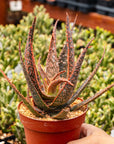 Aloe x (hybrid) - Vivid Root