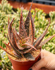 Aloe x (hybrid) - Vivid Root