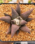 Ariocarpus retusus - Vivid Root
