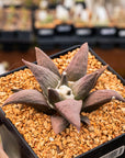 Ariocarpus retusus - Vivid Root