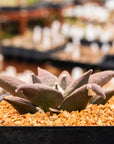 Ariocarpus retusus - Vivid Root