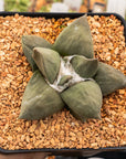 Ariocarpus retusus - Vivid Root