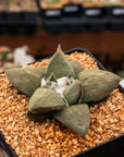Ariocarpus retusus - Vivid Root