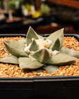 Ariocarpus retusus - Vivid Root