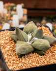 Ariocarpus retusus - Vivid Root