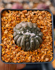 Astrophytum asterias f. kikko lizard skin cristata | One & Only | B - Vivid Root