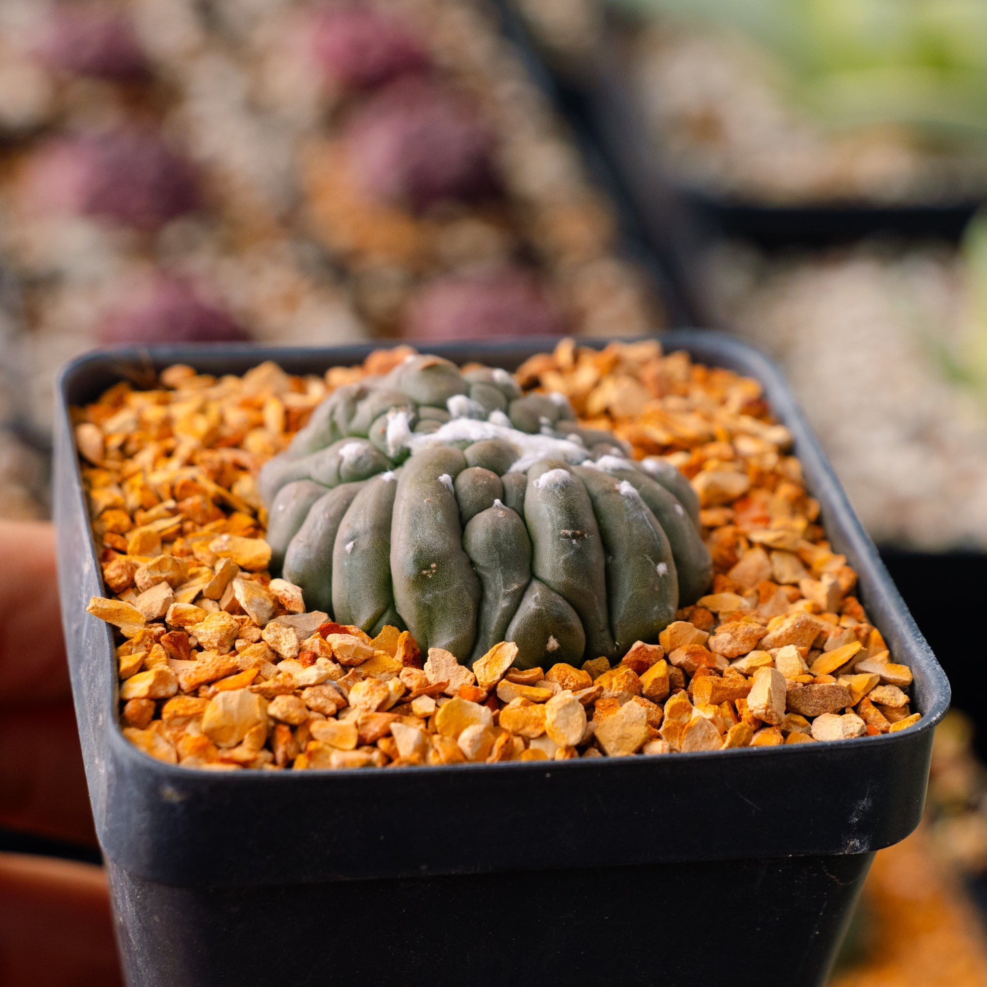 その他 OZWRT Spirit of Astrophytum その他 OZWRT Spirit of Astrophytum その他 OZWRT Spirit of