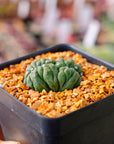 Astrophytum asterias f. kikko lizard skin cristata | One & Only | C - Vivid Root