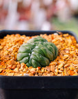 Astrophytum asterias f. kikko lizard skin cristata | One & Only | C - Vivid Root