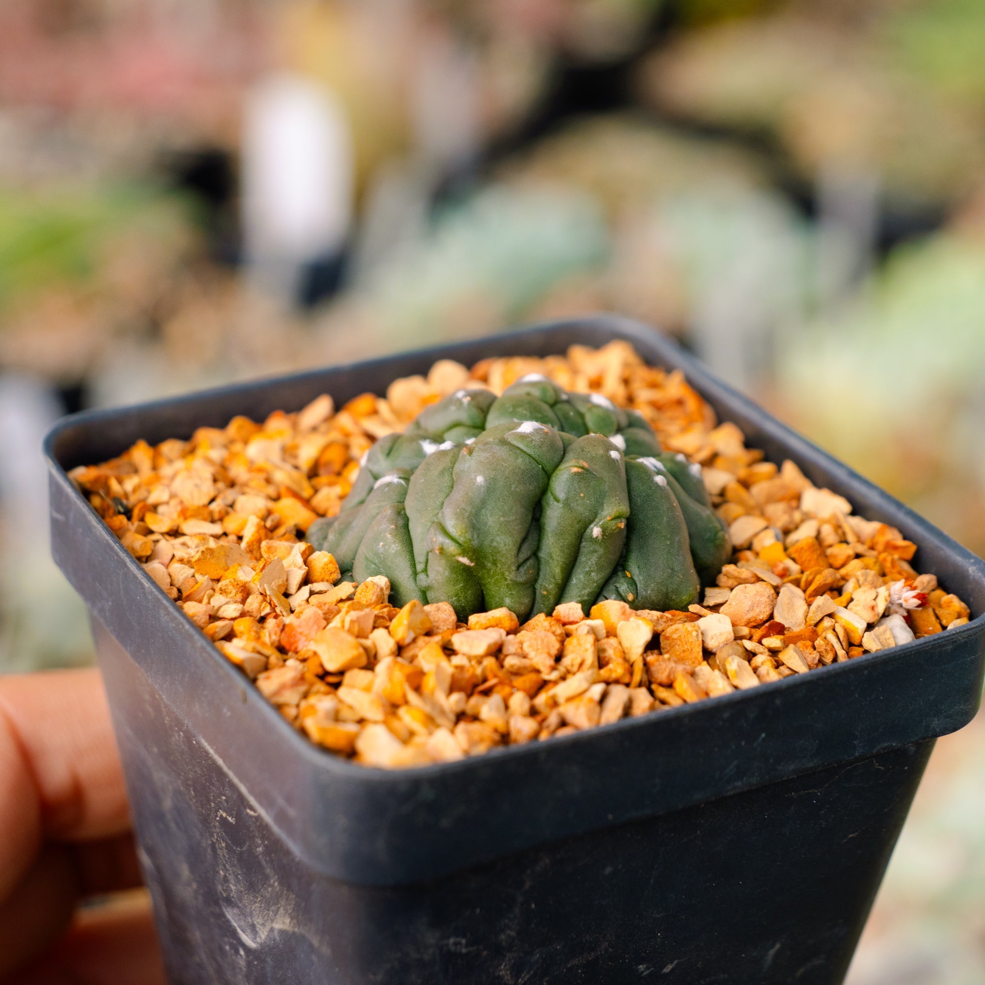 Astrophytum asterias f. kikko lizard skin cristata | One & Only | D - Vivid Root