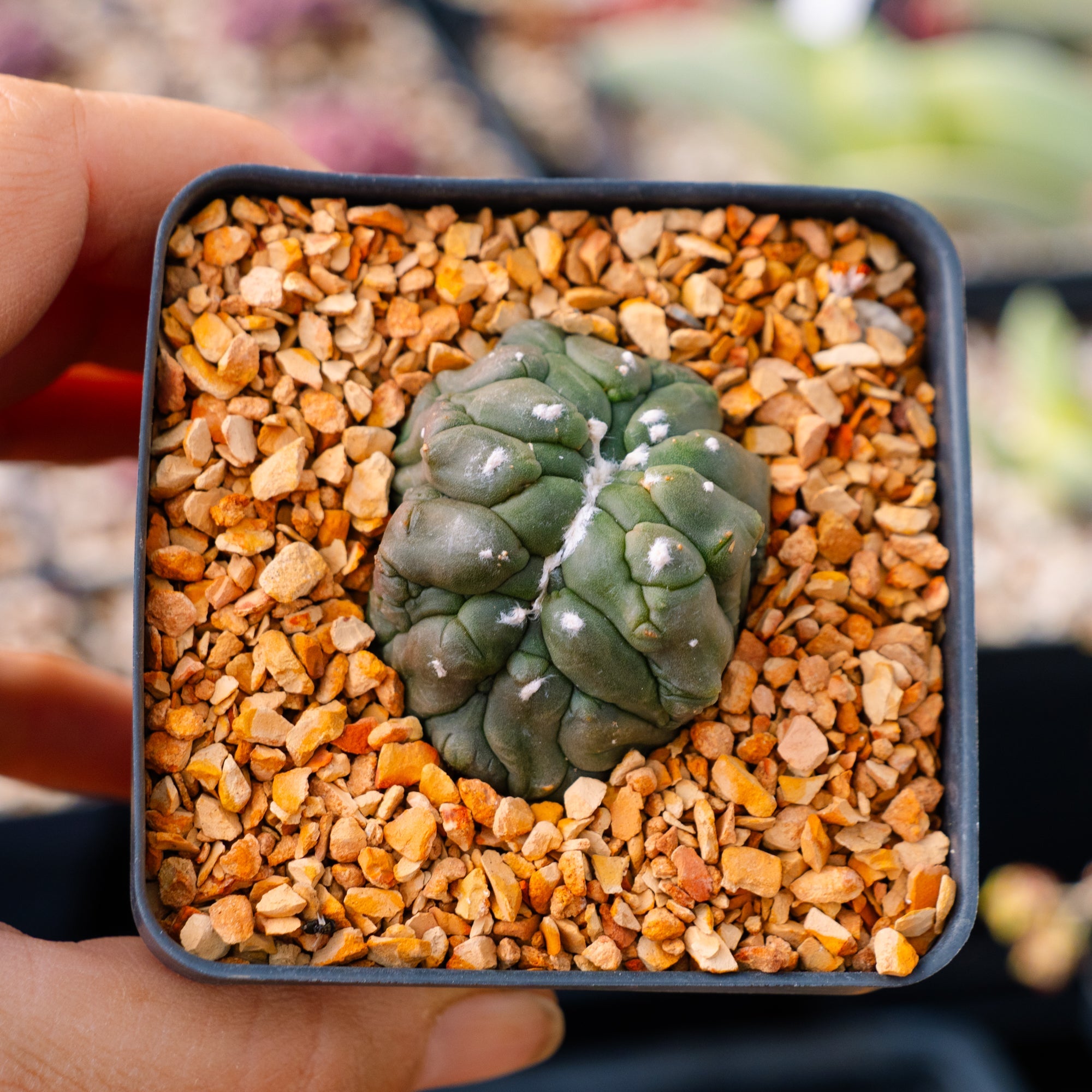 Astrophytum asterias f. kikko lizard skin cristata | One & Only | D - Vivid Root