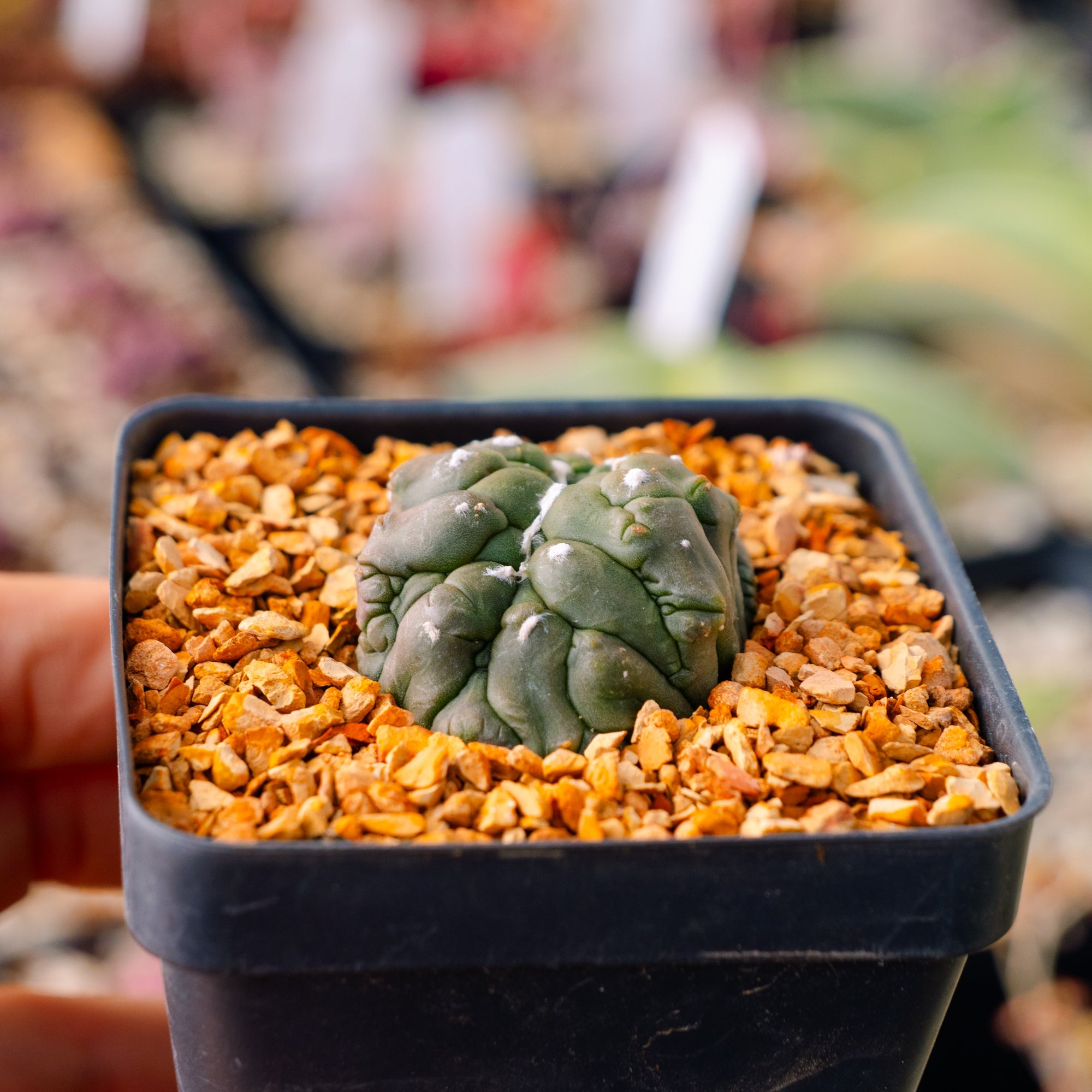 Astrophytum asterias f. kikko lizard skin cristata | One & Only | D - Vivid Root