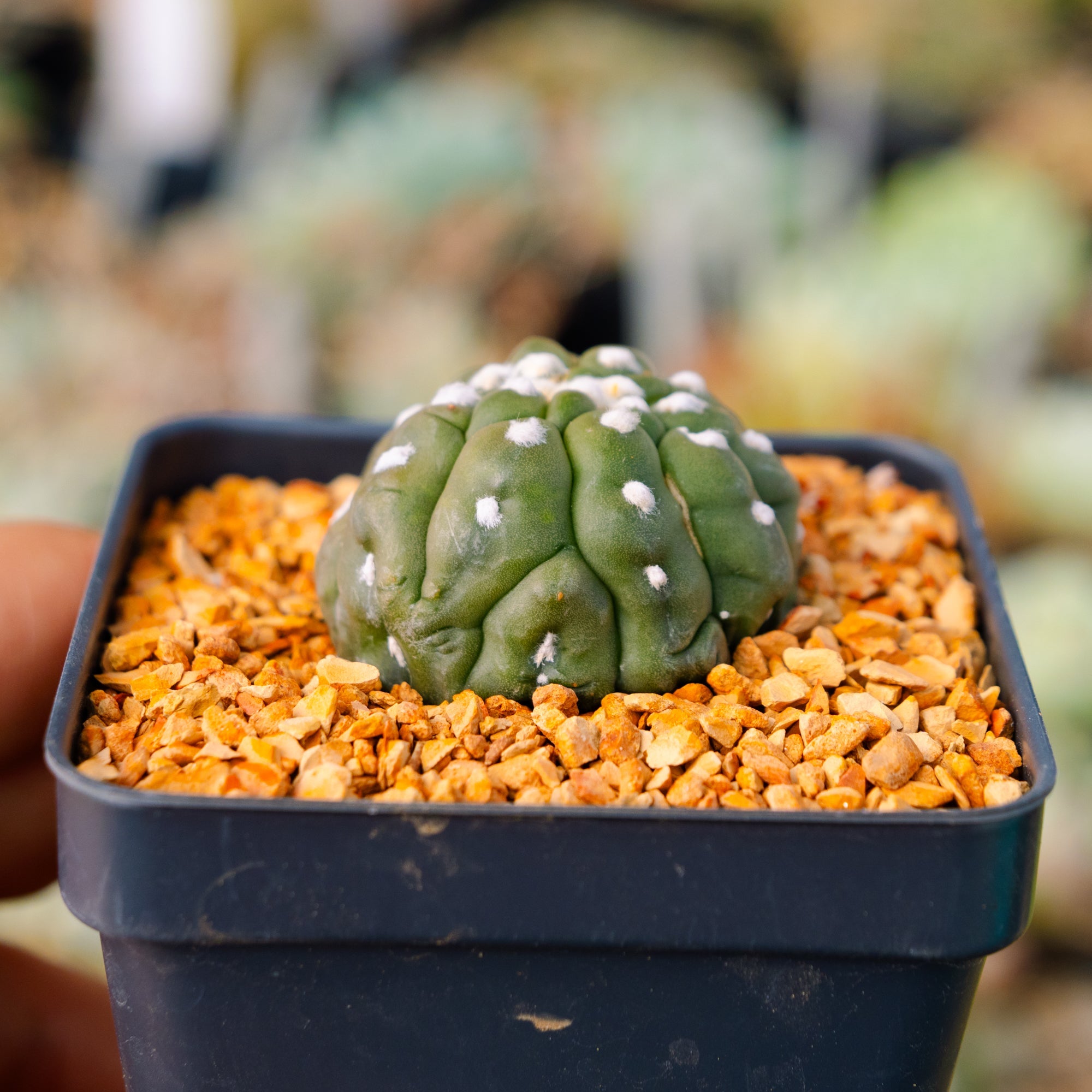 Astrophytum asterias f. kikko lizard skin cristata | One & Only | E - Vivid Root