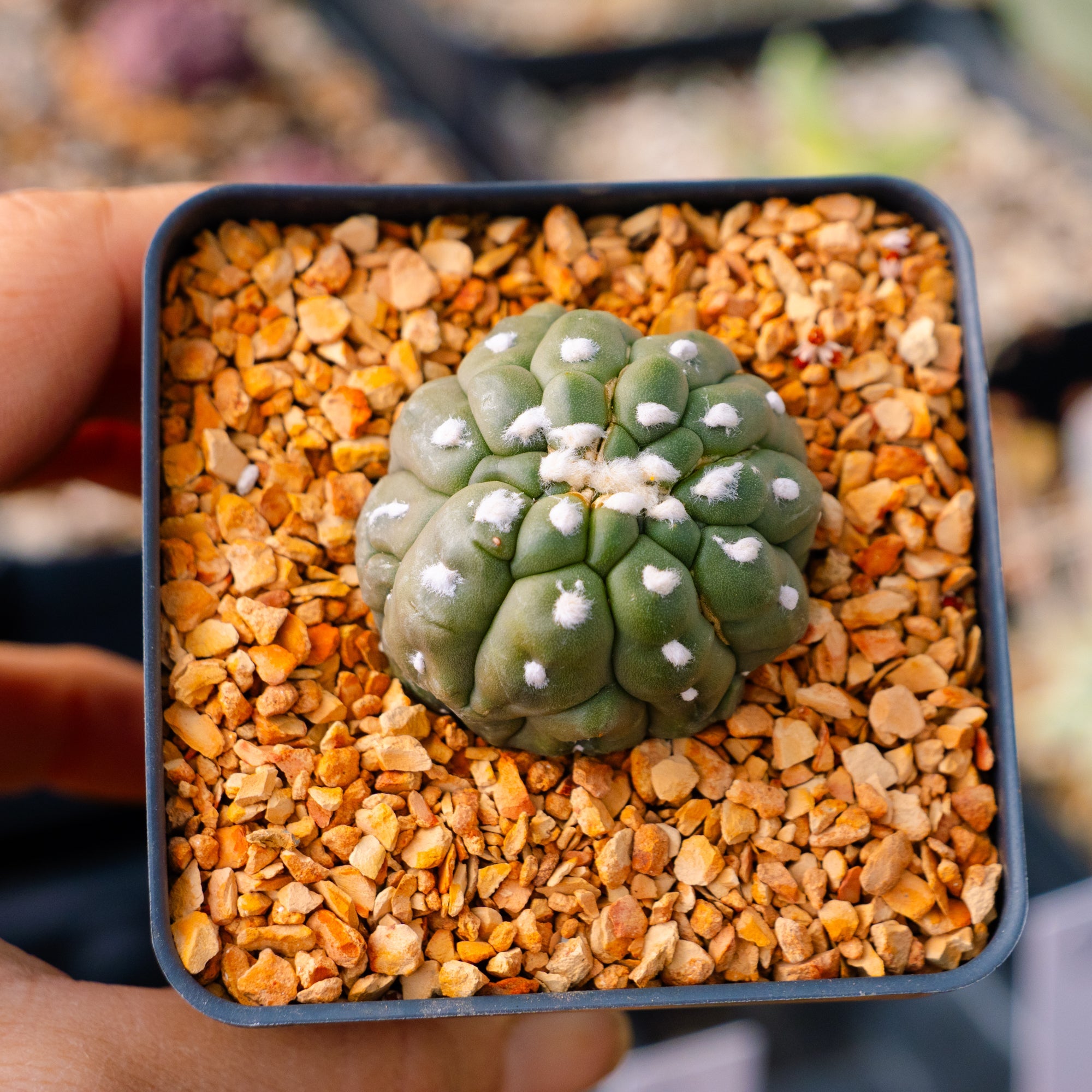 Astrophytum asterias f. kikko lizard skin cristata | One & Only | E - Vivid Root