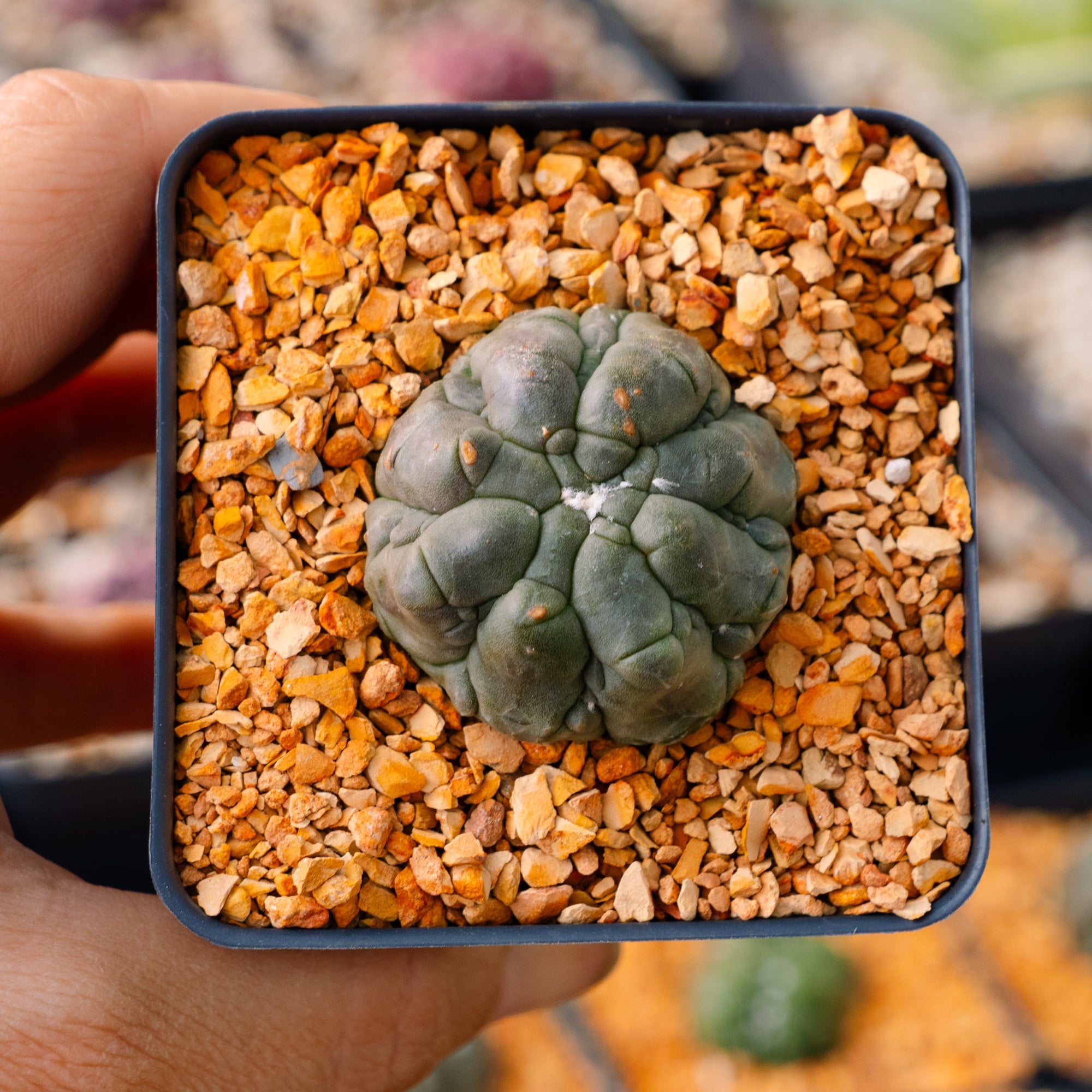 Astrophytum asterias f. kikko lizard skin | One & Only | A - Vivid Root