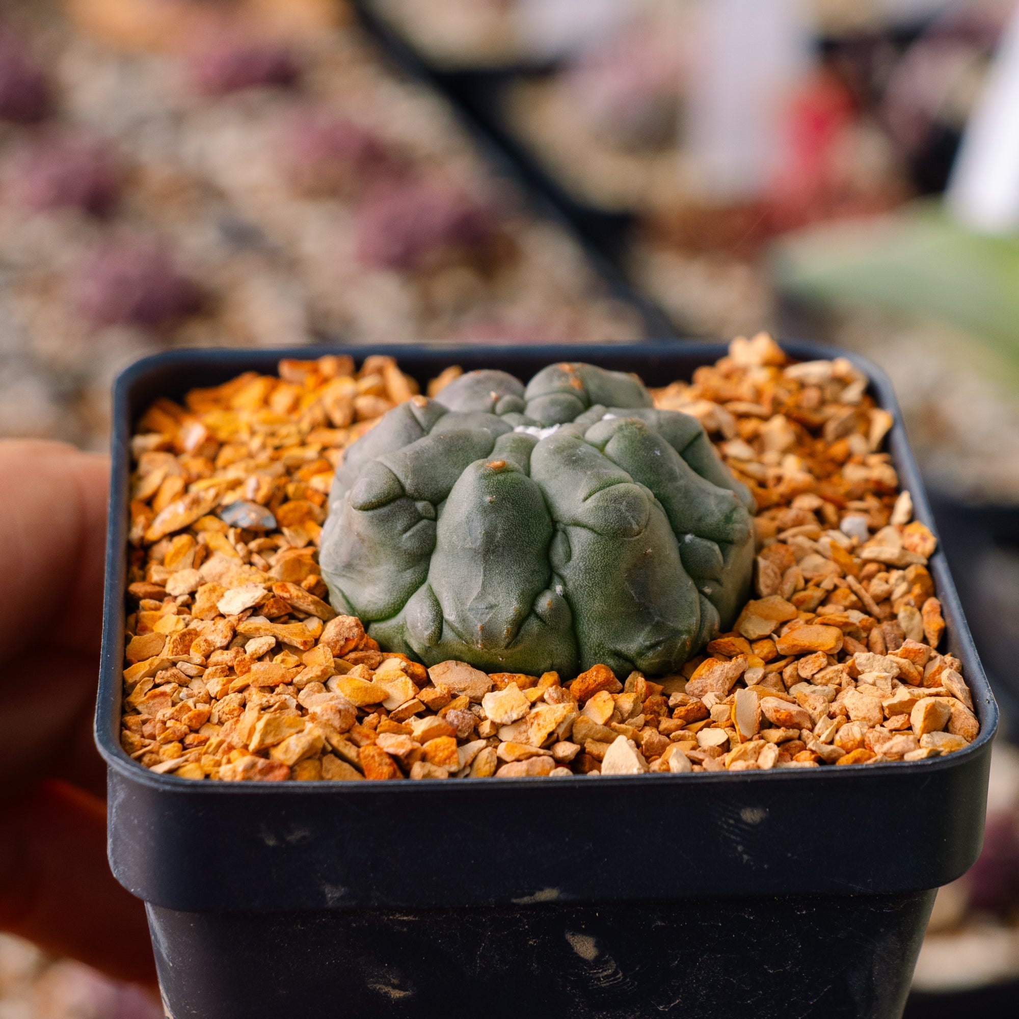 Astrophytum asterias f. kikko lizard skin | One & Only | A - Vivid Root