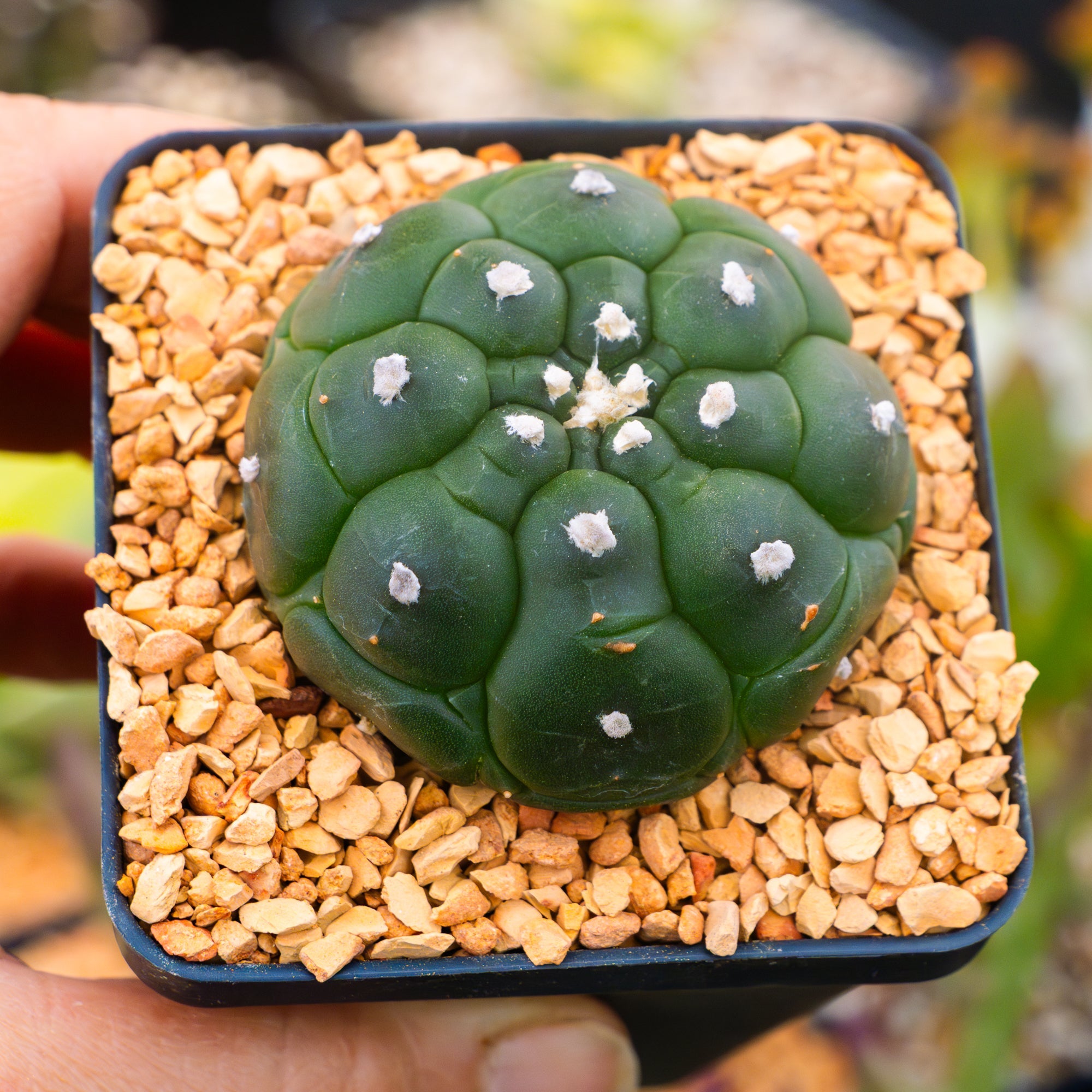 Astrophytum asterias f. kikko nudum - Vivid Root