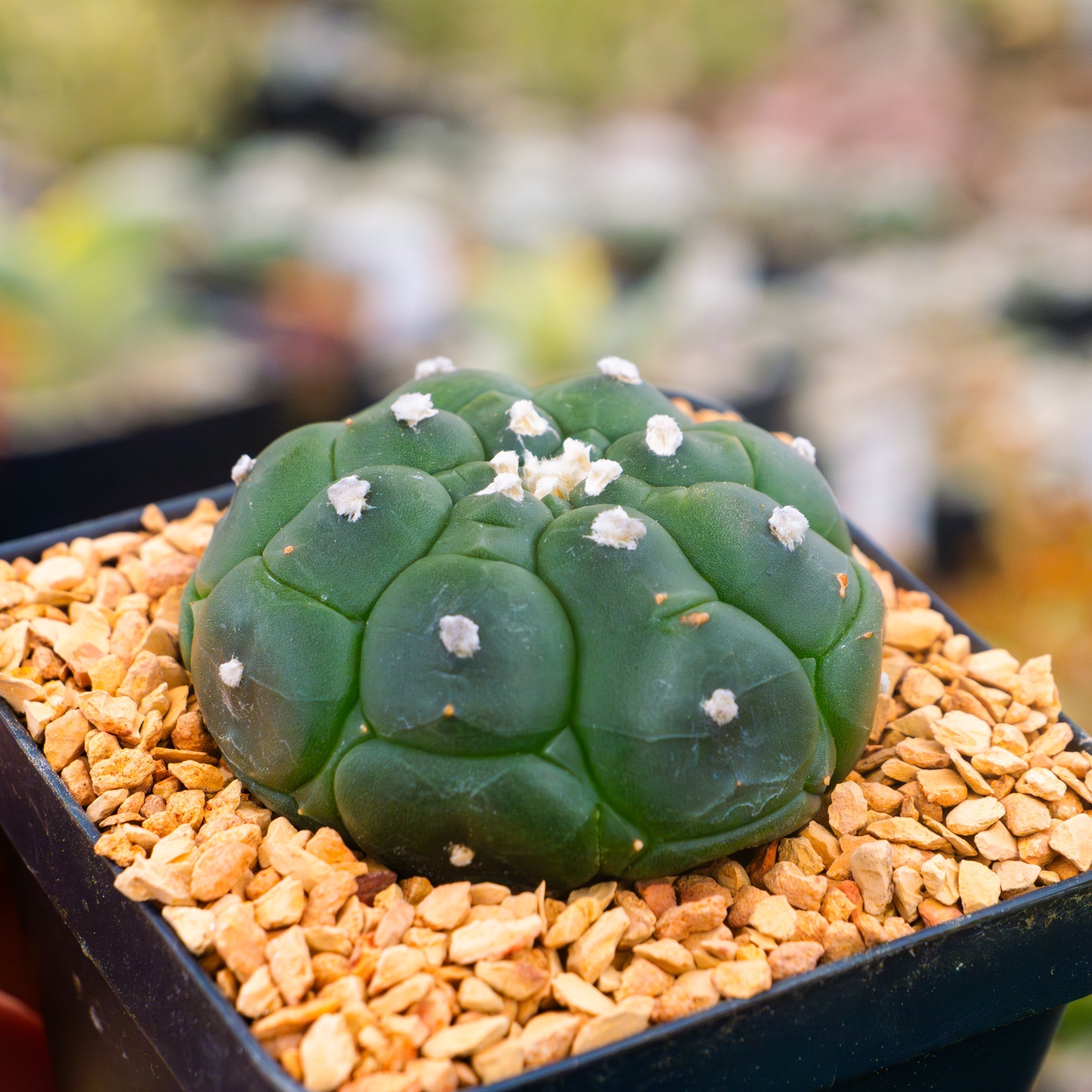 Astrophytum asterias f. kikko nudum - Vivid Root