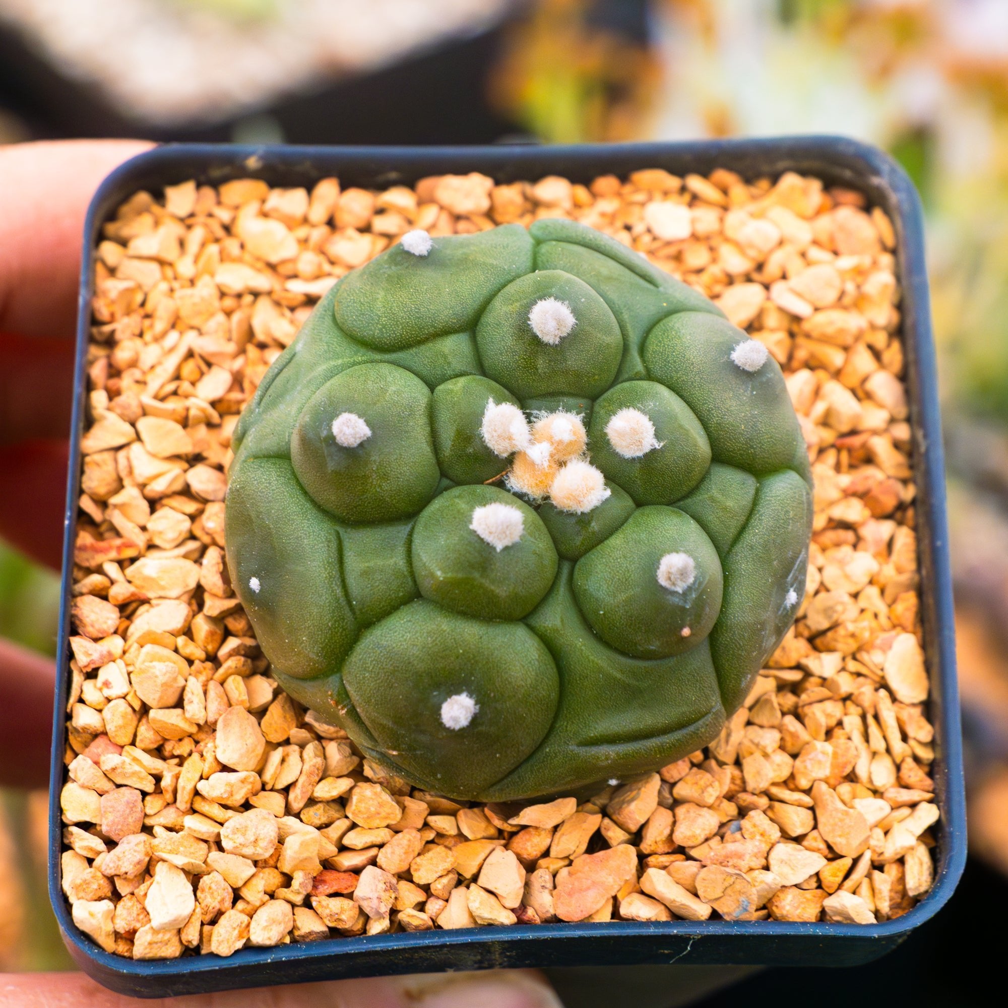 Astrophytum asterias f. kikko nudum - Vivid Root