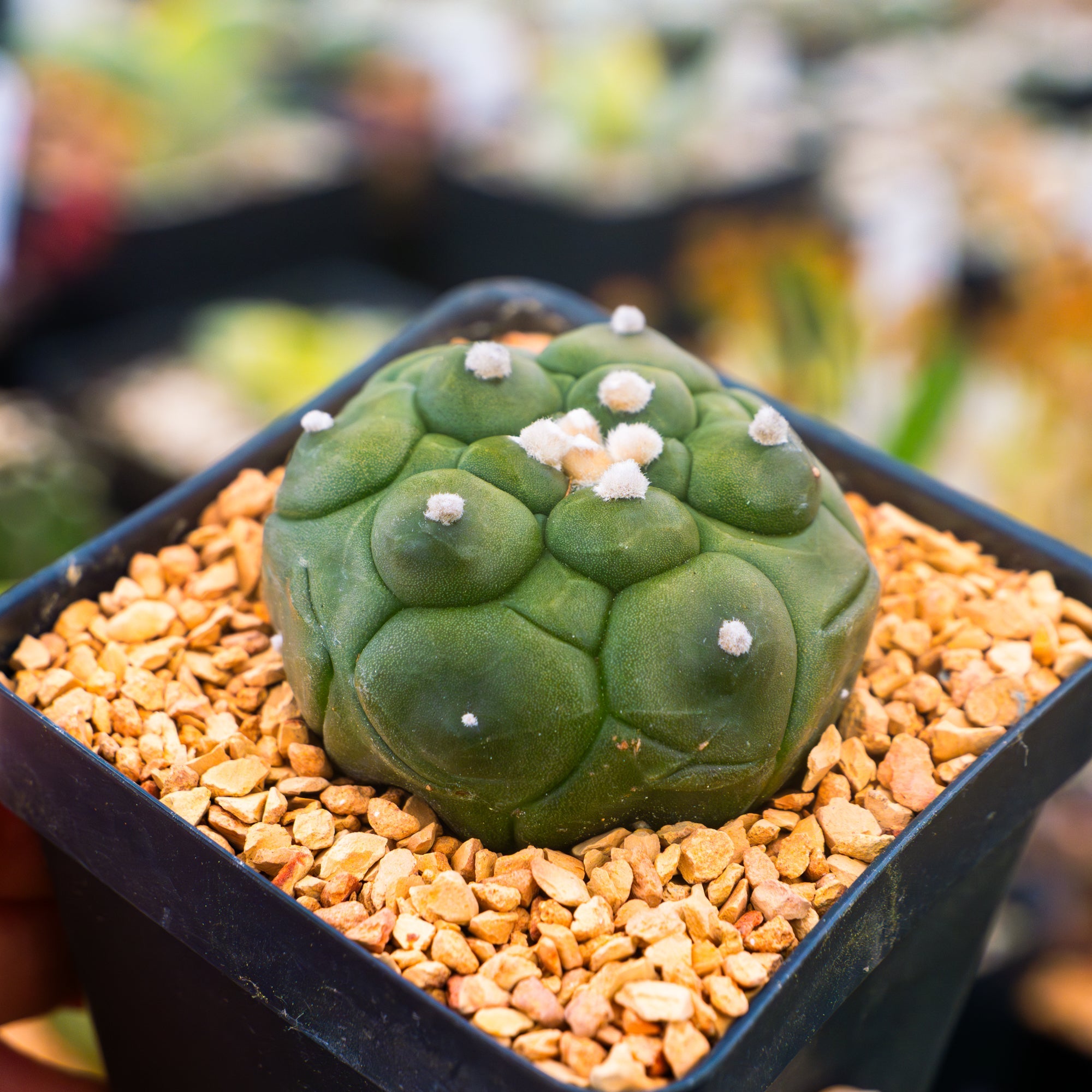 Astrophytum asterias f. kikko nudum - Vivid Root