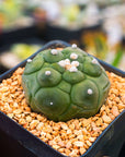 Astrophytum asterias f. kikko nudum - Vivid Root