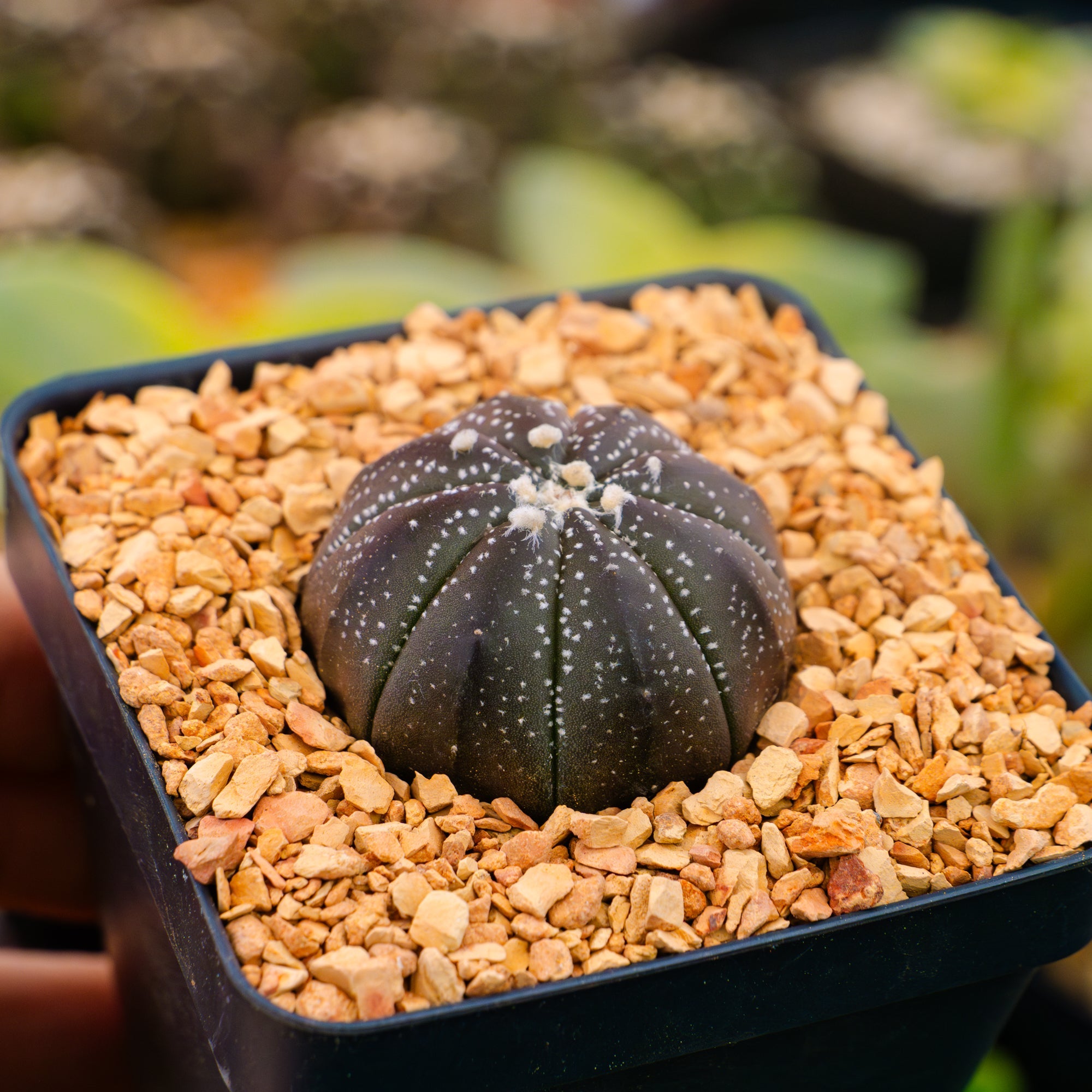 Astrophytum asterias f. purple dotted - Vivid Root