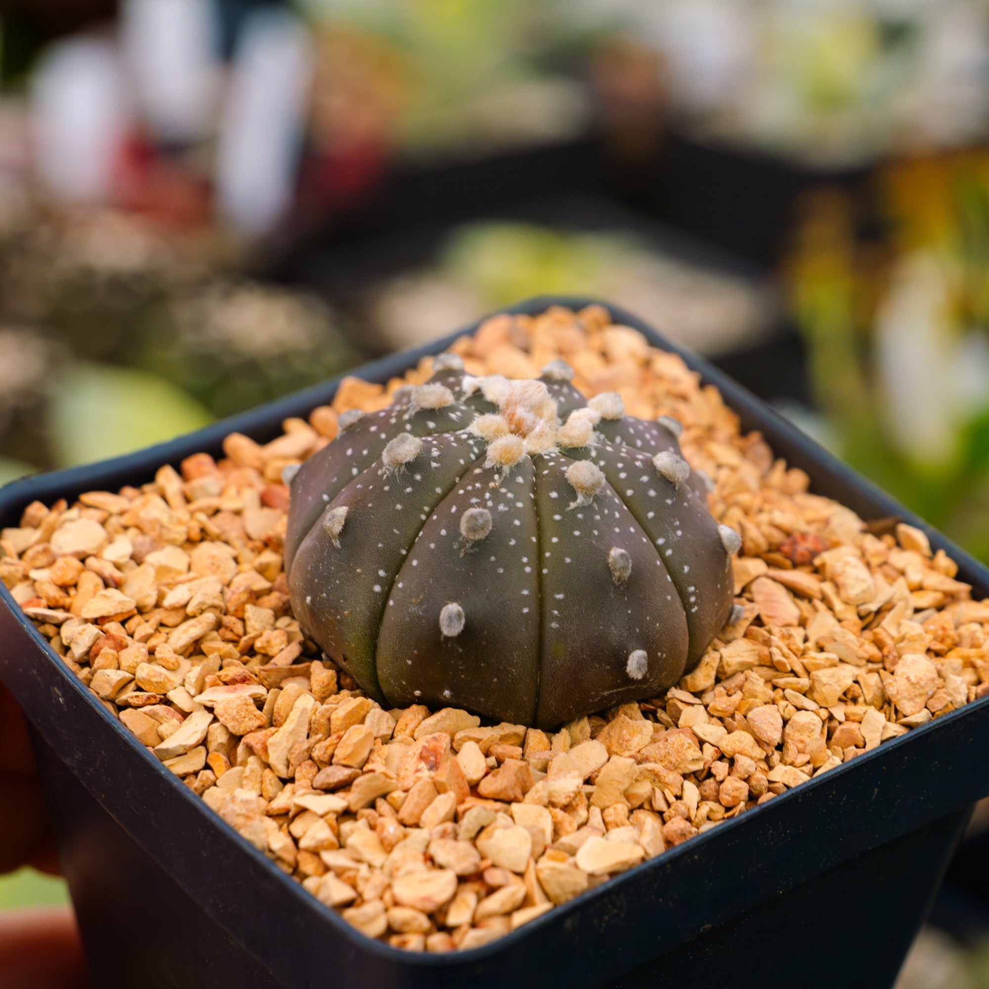Astrophytum asterias f. purple dotted - Vivid Root