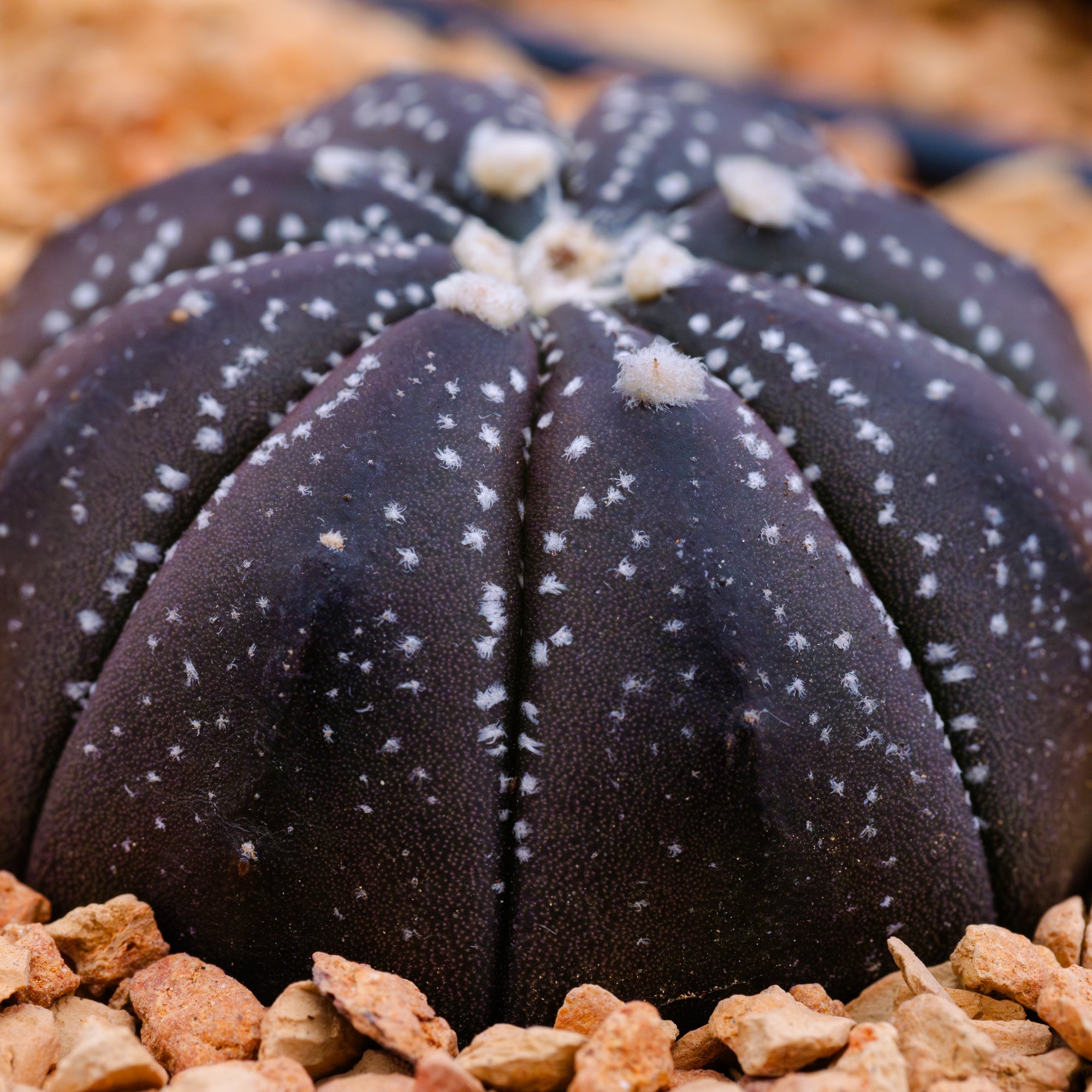 Astrophytum asterias f. purple dotted - Vivid Root