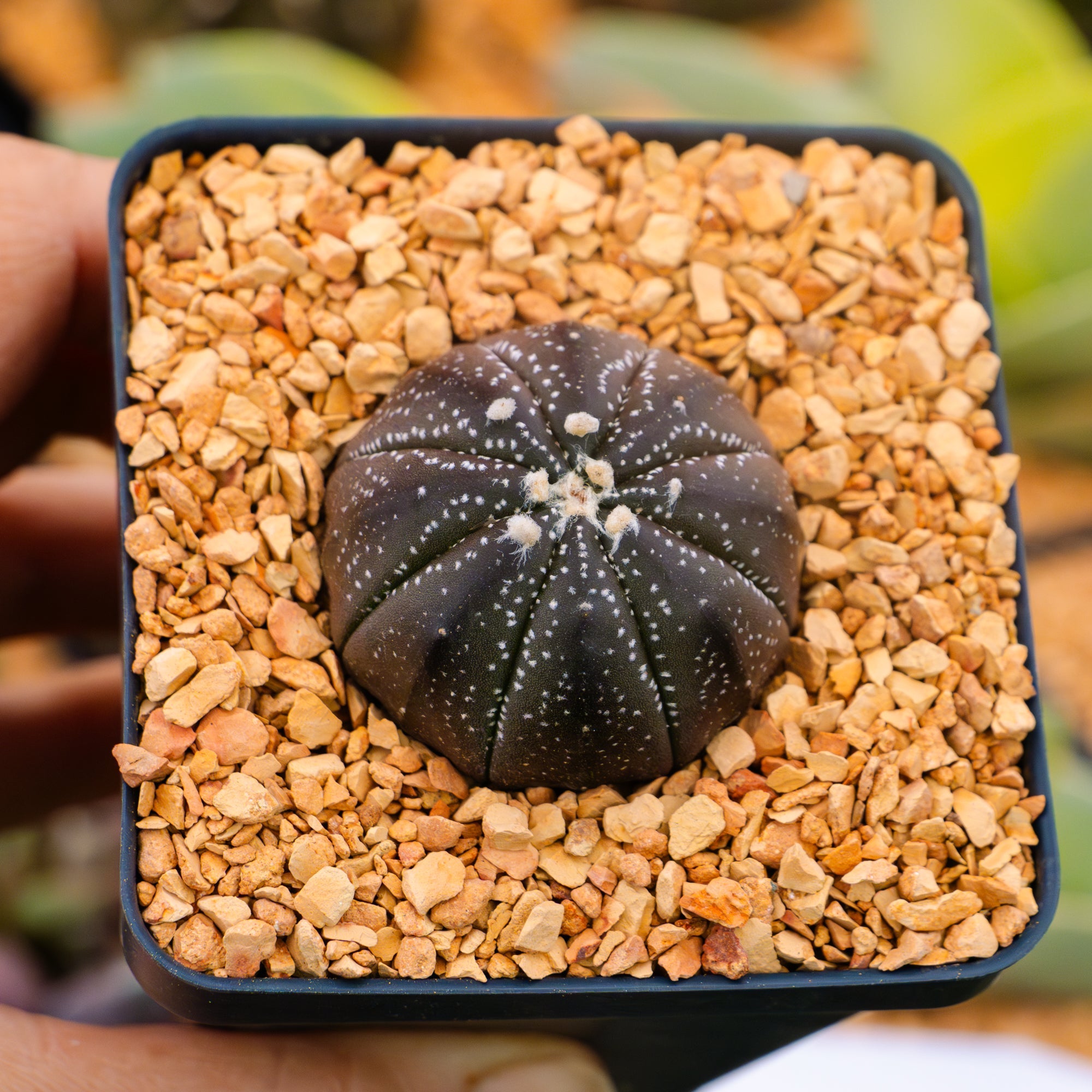 Astrophytum asterias f. purple dotted - Vivid Root