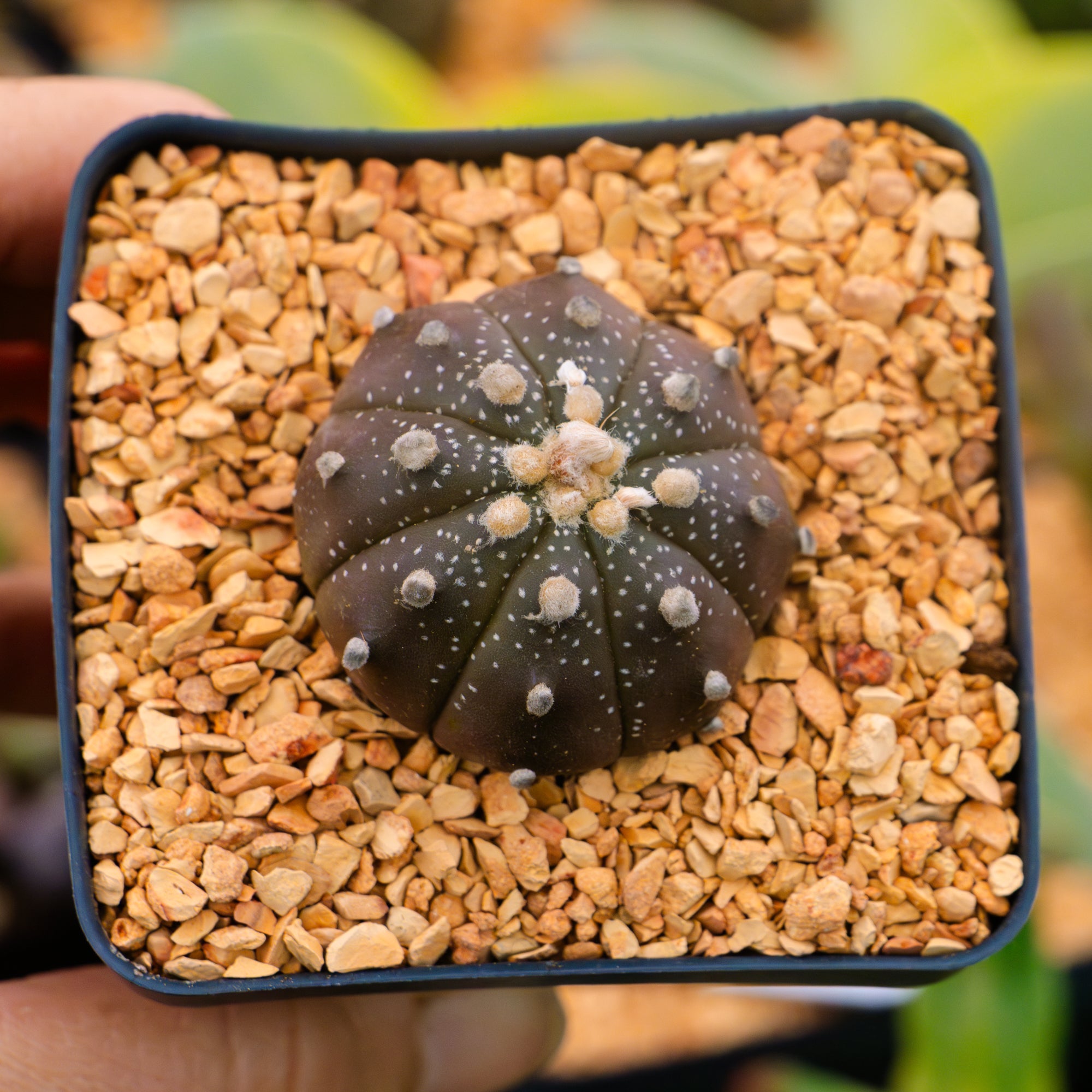 Astrophytum asterias f. purple dotted - Vivid Root