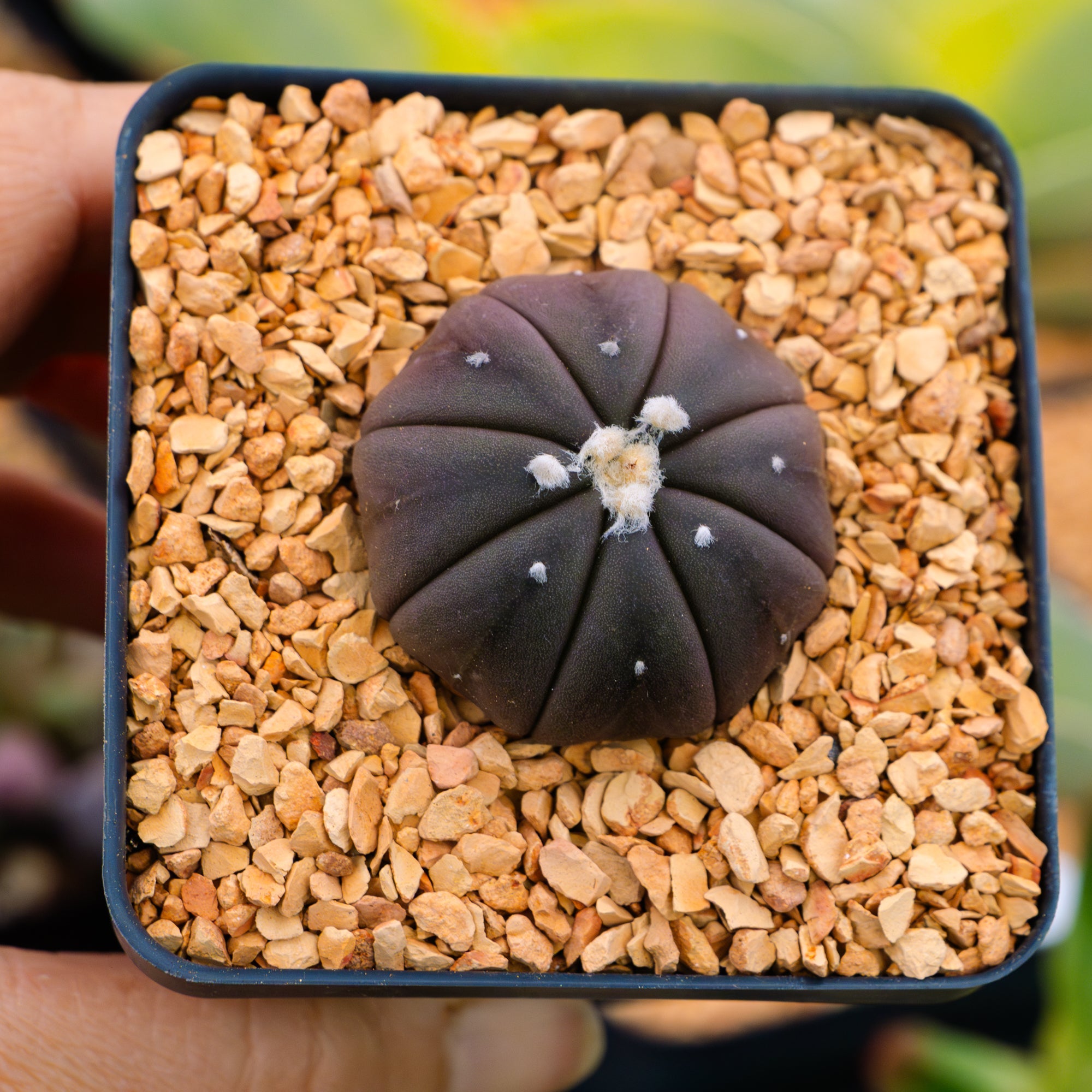 Astrophytum asterias f. purple nudum - Vivid Root