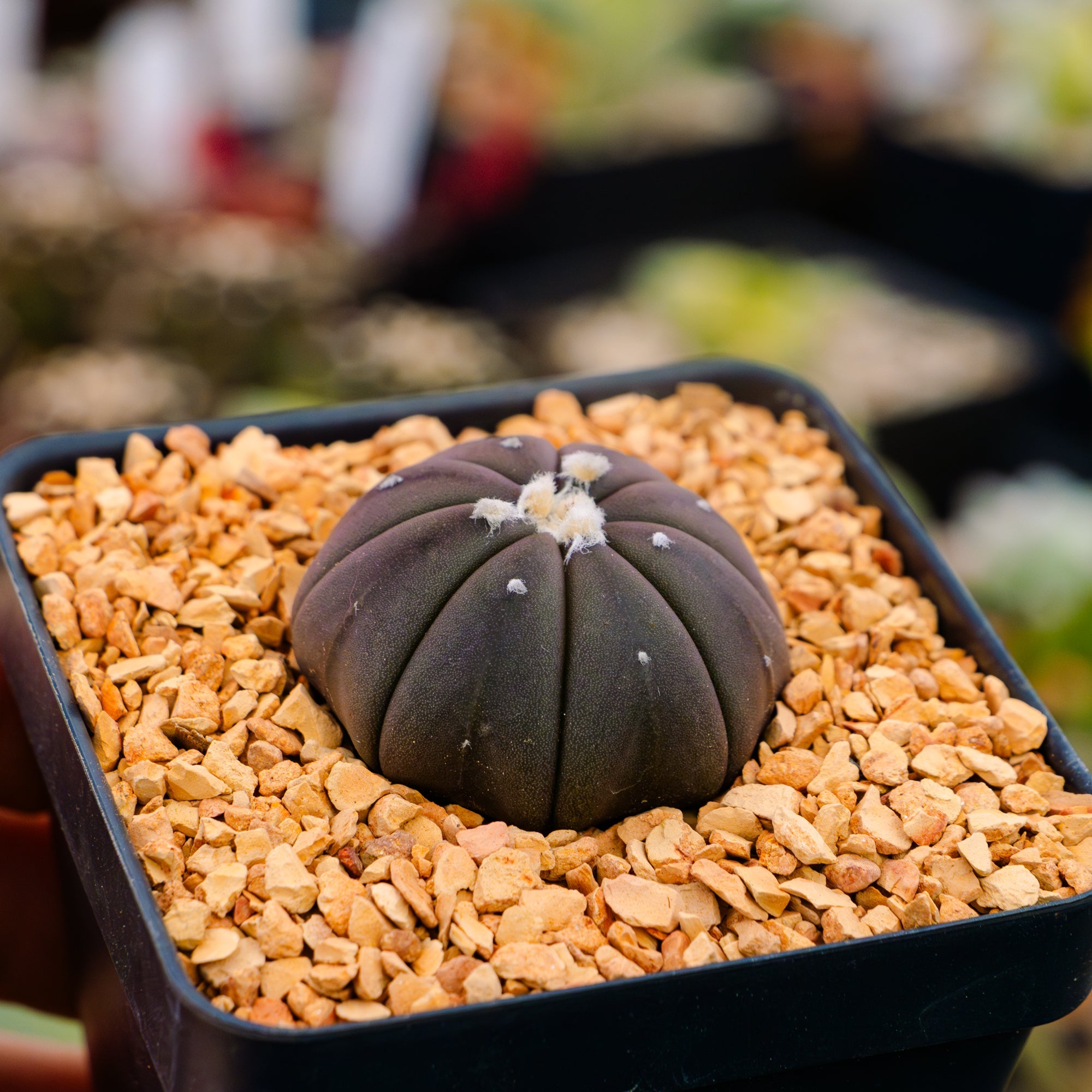 Astrophytum asterias f. purple nudum - Vivid Root