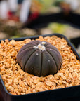 Astrophytum asterias f. purple nudum - Vivid Root