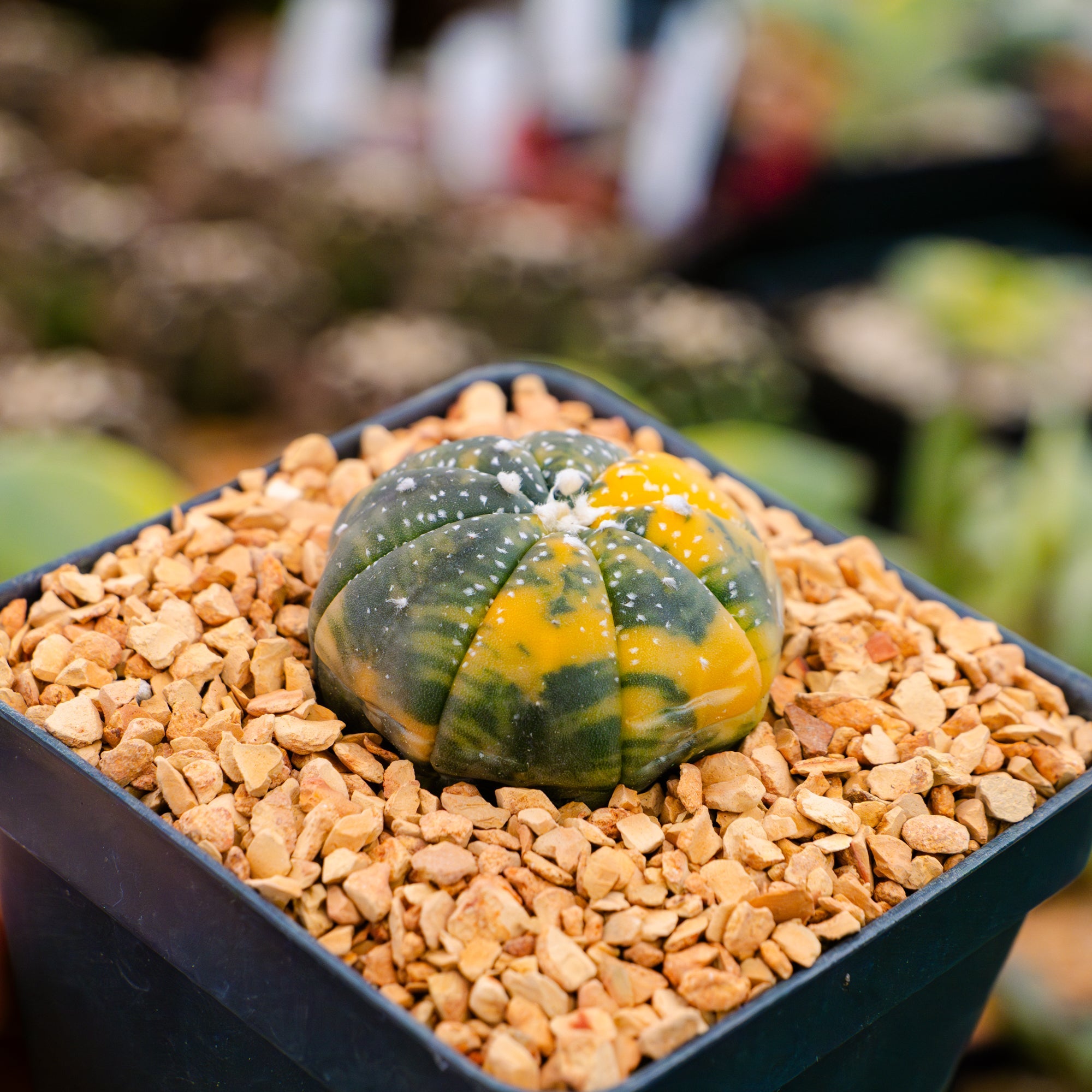 Astrophytum asterias f. variegata dotted - Vivid Root
