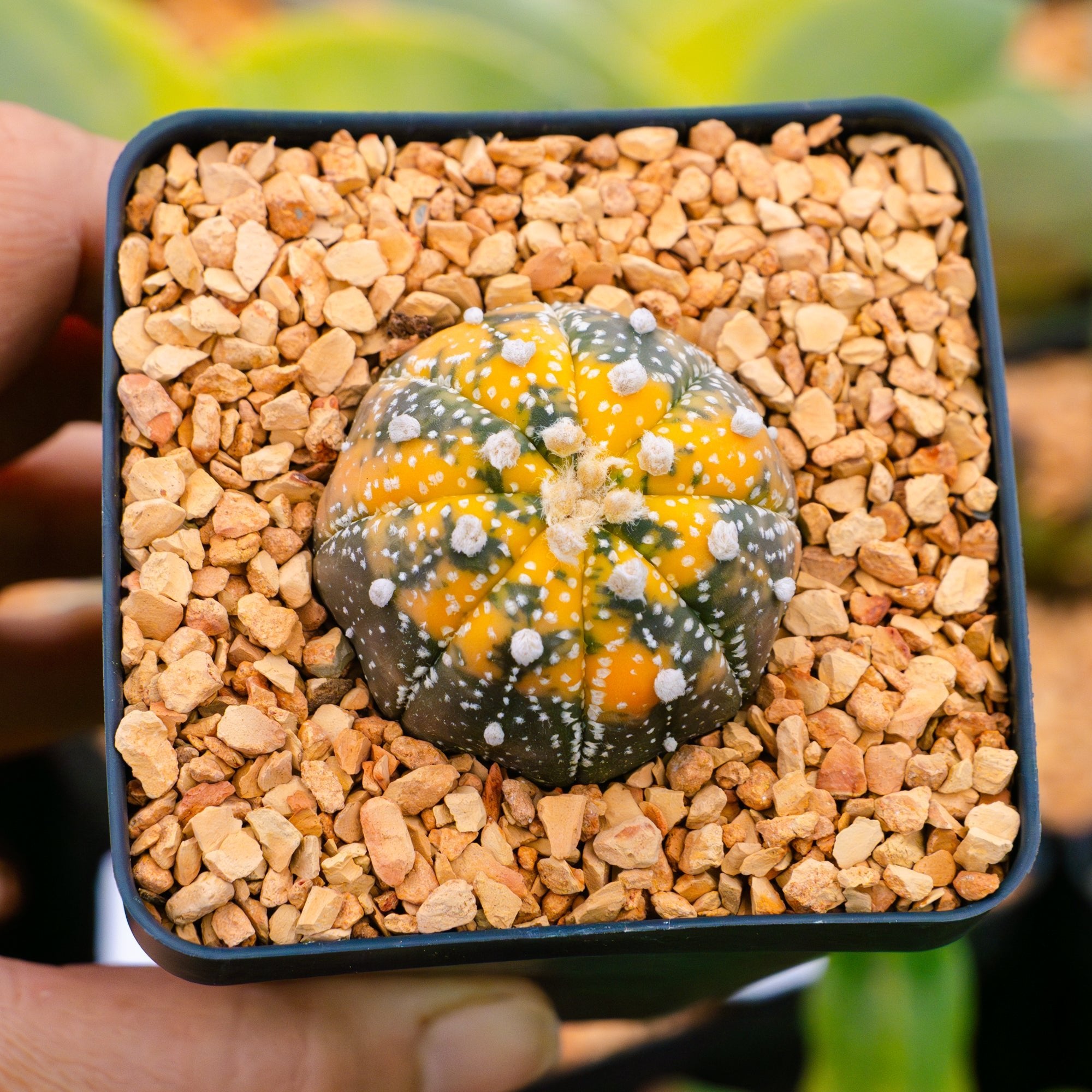 Astrophytum asterias f. variegata dotted - Vivid Root