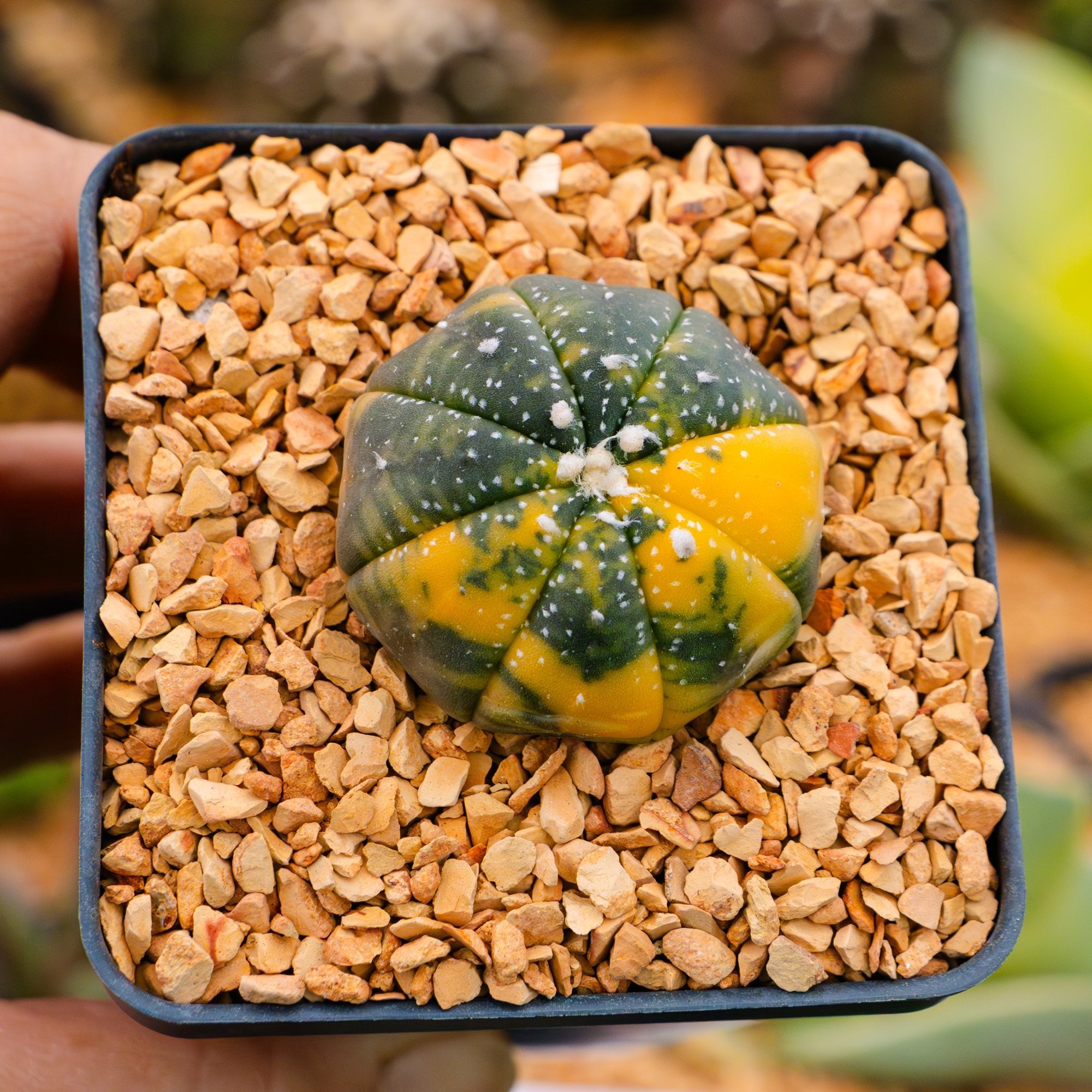 Astrophytum asterias f. variegata dotted - Vivid Root
