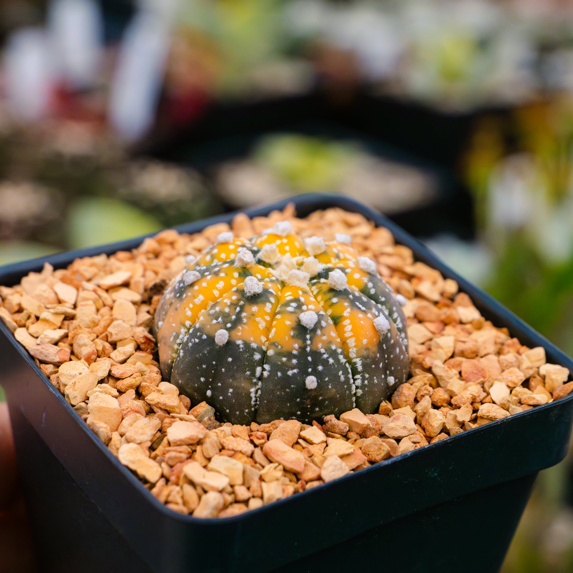 Astrophytum asterias f. variegata dotted - Vivid Root