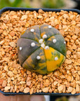 Astrophytum asterias f. variegata nudum - Vivid Root