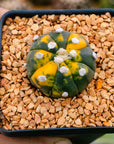Astrophytum asterias f. variegata nudum - Vivid Root
