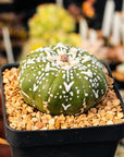 Astrophytum asterias - 'V - Type' | One & Only | A - Vivid Root