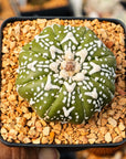Astrophytum asterias - 'V - Type' | One & Only | A - Vivid Root
