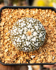 Astrophytum asterias - 'V - Type' | One & Only | C - Vivid Root