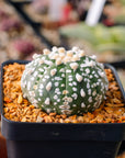 Astrophytum asterias - 'V - Type' | One & Only | D - Vivid Root