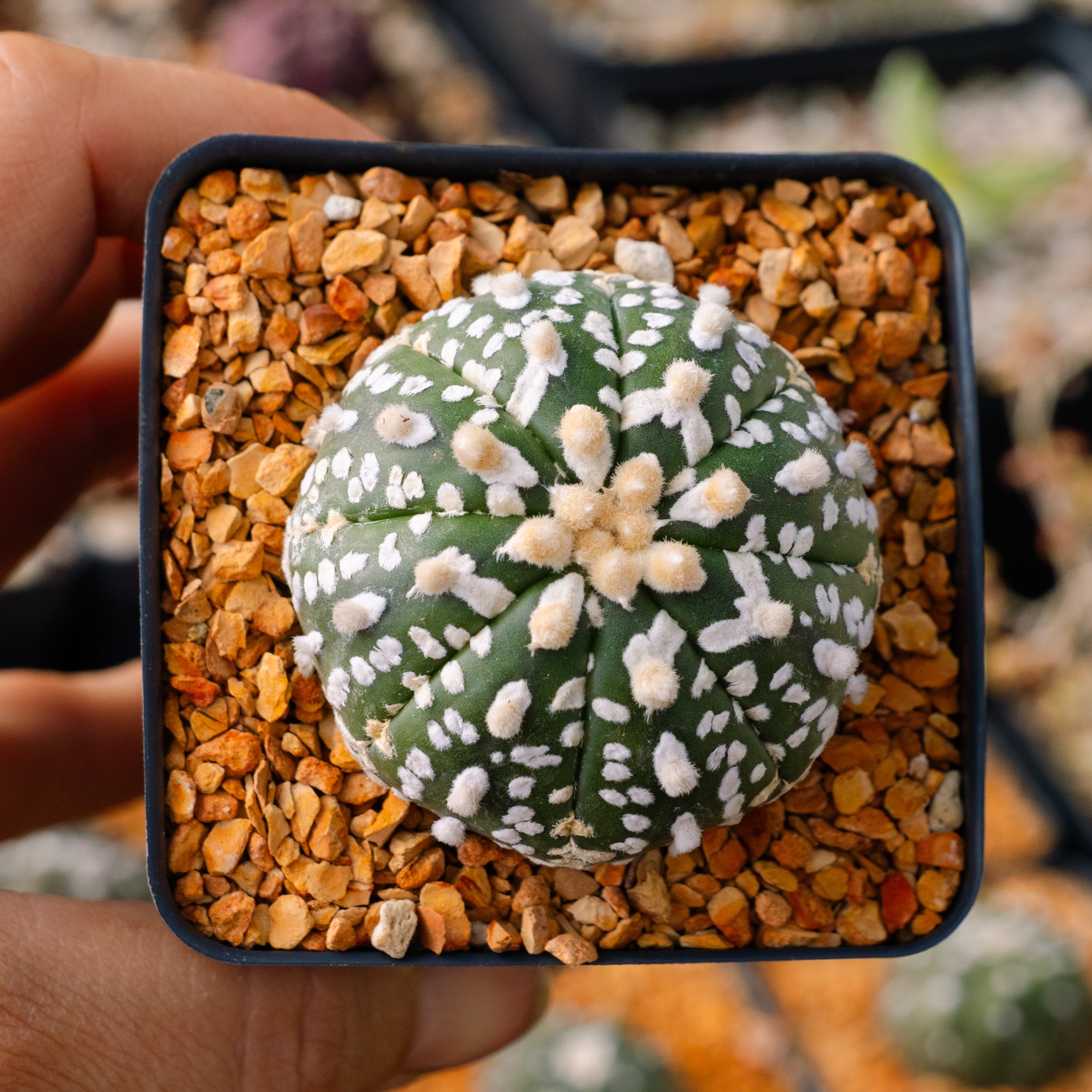 その他 OZWRT Spirit of Astrophytum SHPR5788 Astrophytum hybrid SK-ONZ (A. asterias cv