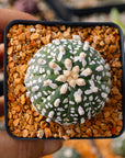 Astrophytum asterias - 'V - Type' | One & Only | D - Vivid Root