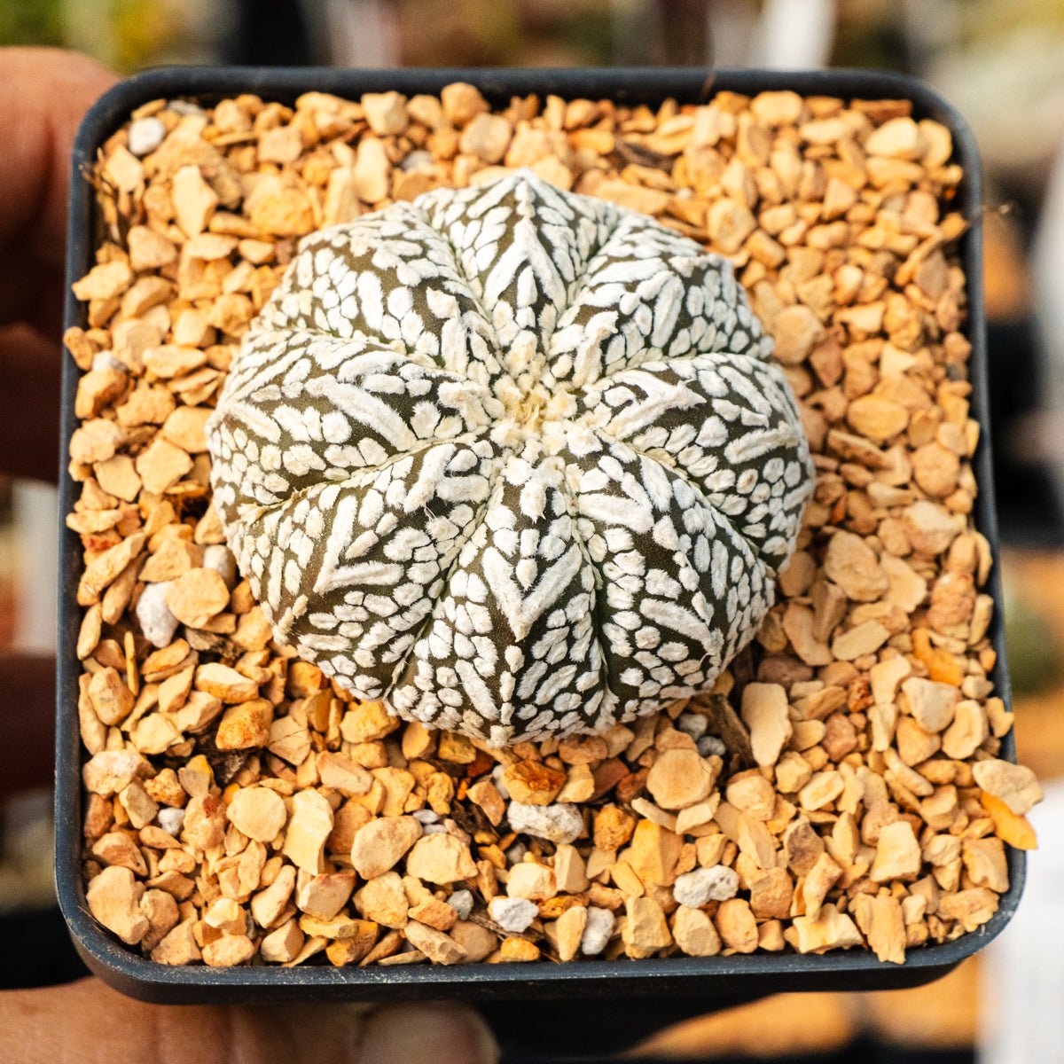Astrophytum asterias - 'V - Type' | One & Only | E - Vivid Root