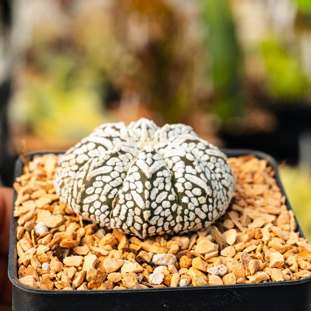Astrophytum asterias - 'V - Type' | One & Only | E - Vivid Root