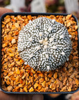 Astrophytum asterias - 'V - Type' | One & Only | F - Vivid Root